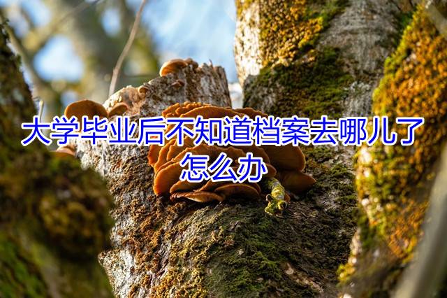 大学毕业后不知道档案去哪儿了，怎么办
