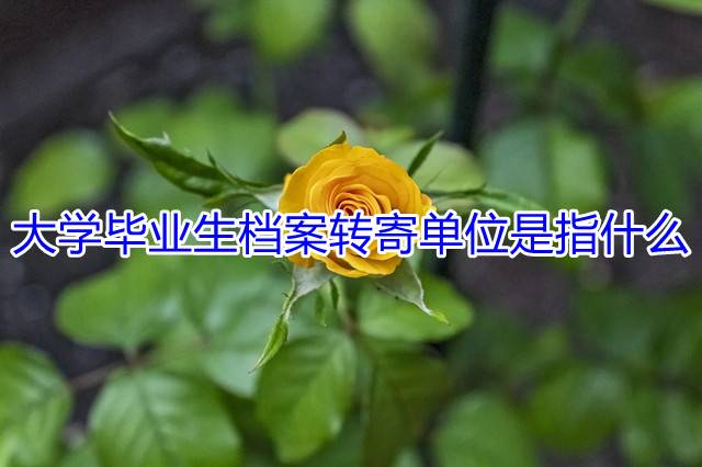 大学毕业生档案转寄单位是指什么