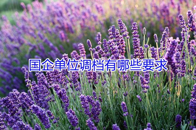国企单位调档有哪些要求