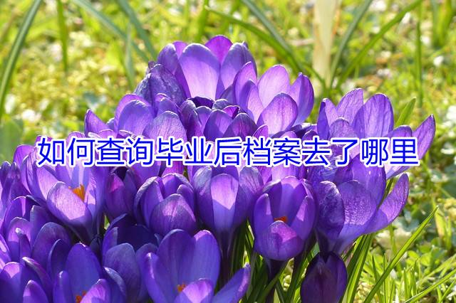 如何查询毕业后档案去了哪里