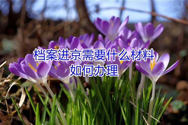 档案进京需要什么材料，如何办理