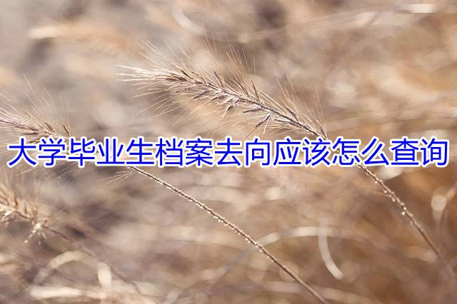 大学毕业生档案去向应该怎么查询