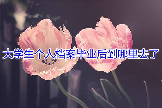 大学生个人档案毕业后到哪里去了