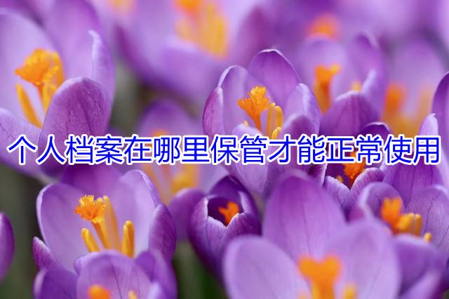 个人档案在哪里保管才能正常使用