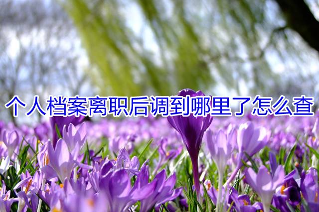 个人档案离职后调到哪里了怎么查