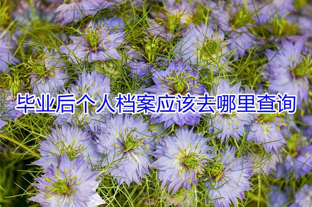 毕业后个人档案应该去哪里查询