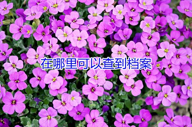 在哪里可以查到档案