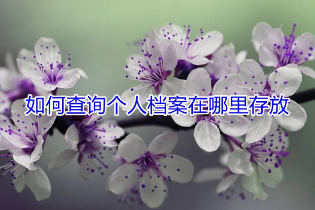 如何查询个人档案在哪里存放