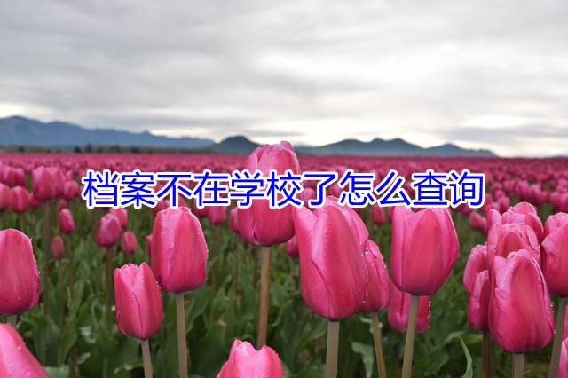 档案不在学校了怎么查询