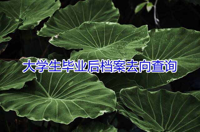 大学生毕业后档案去向查询