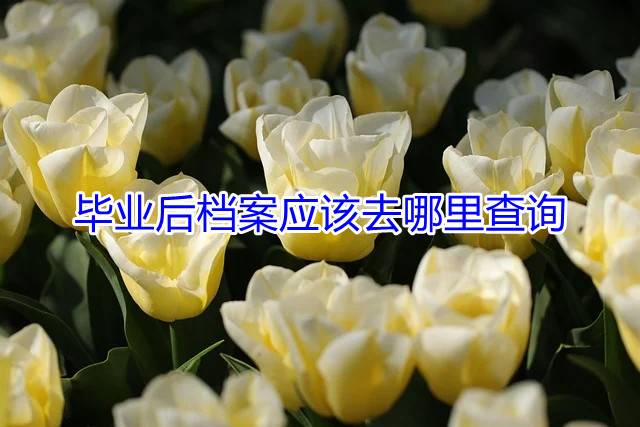 毕业后档案应该去哪里查询