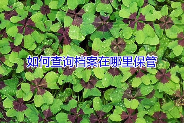 如何查询档案在哪里保管