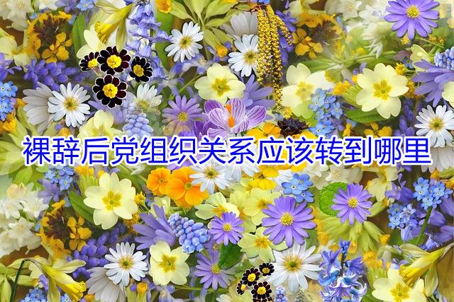 裸辞后党组织关系应该转到哪里