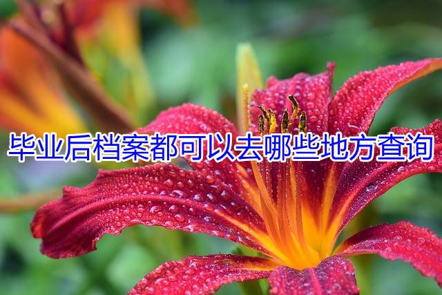 毕业后档案都可以去哪些地方查询