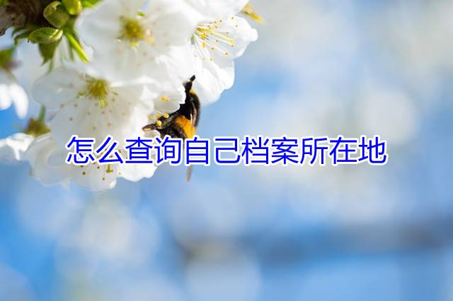 怎么查询自己档案所在地