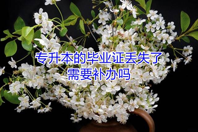 专升本的毕业证丢失了，需要补办吗