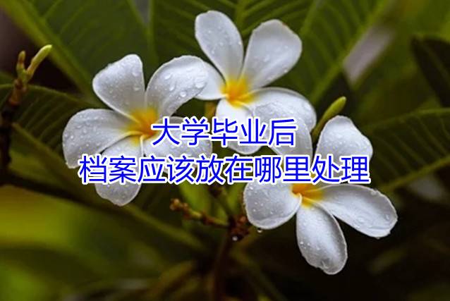 大学毕业后档案应该放在哪里处理