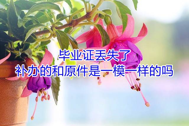 毕业证丢失了，补办的和原件是一模一样的吗