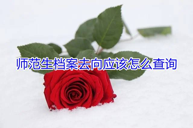 师范生档案去向应该怎么查询