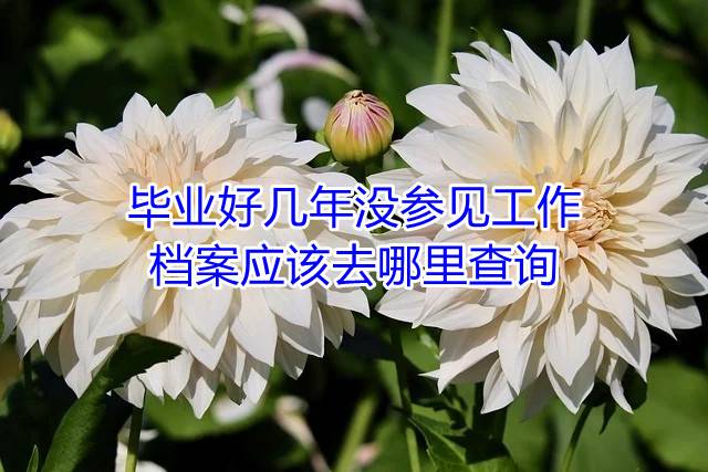 毕业好几年没参见工作，档案应该去哪里查询