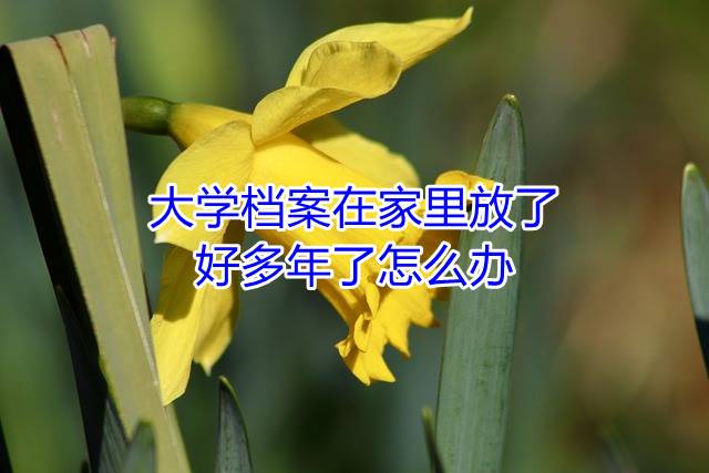 大学档案在家里放了好多年了怎么办