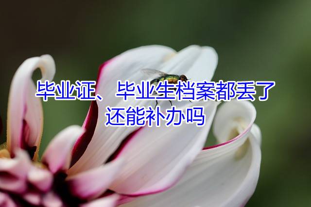 毕业证、毕业生档案都丢了还能补办吗