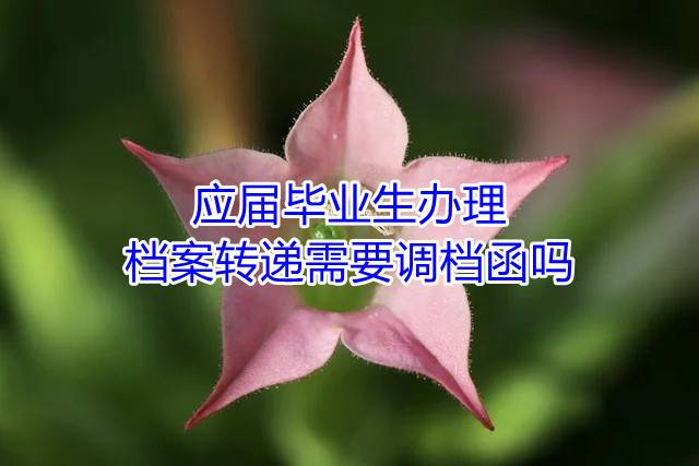 应届毕业生办理档案转递需要调档函吗