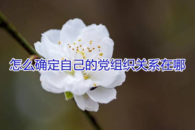 怎么确定自己的党组织关系在哪
