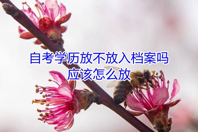 自考学历放不放入档案吗，应该怎么放