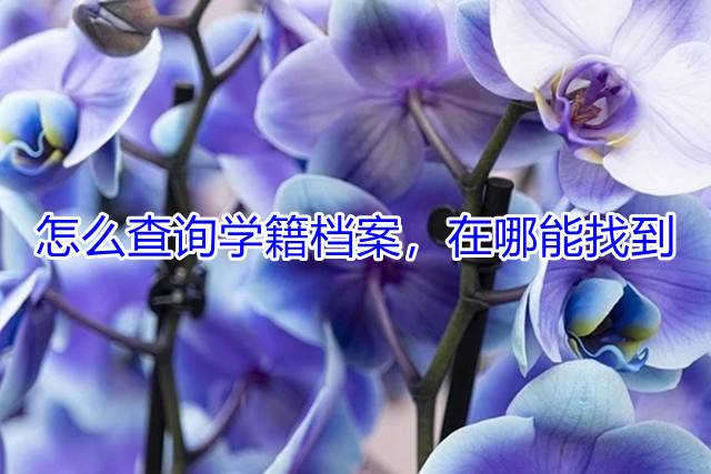 怎么查询学籍档案，在哪能找到
