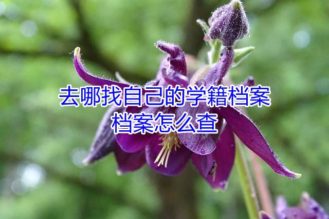 去哪找自己的学籍档案，档案怎么查