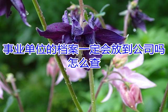 事业单位的档案一定会放到公司吗，怎么查