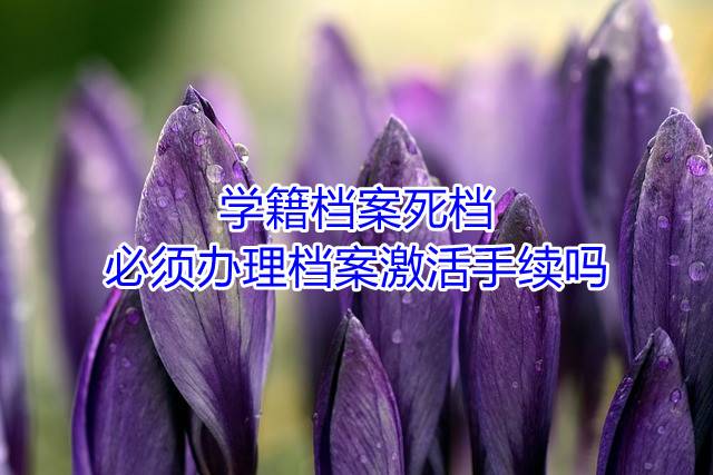 学籍档案死档必须办理档案激活手续吗