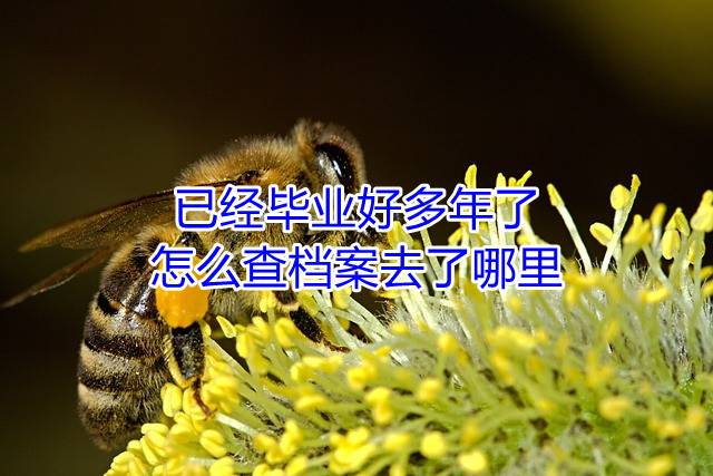 已经毕业好多年了，怎么查档案去了哪里