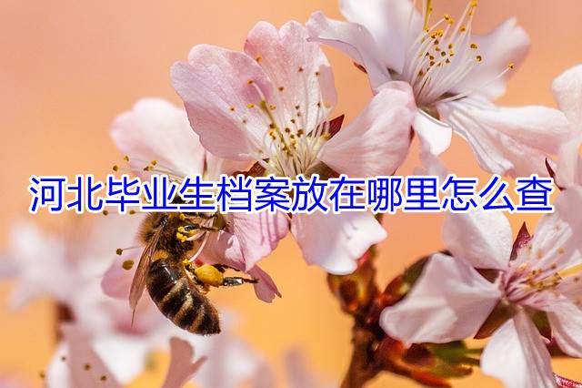 河北毕业生档案放在哪里怎么查