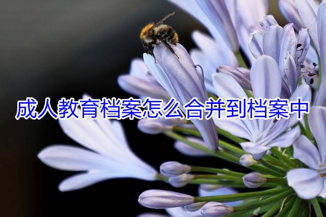 成人教育档案怎么合并到档案中