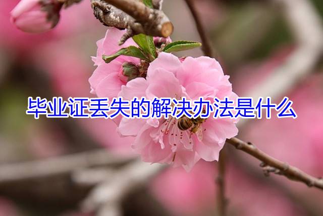 毕业证丢失的解决办法是什么