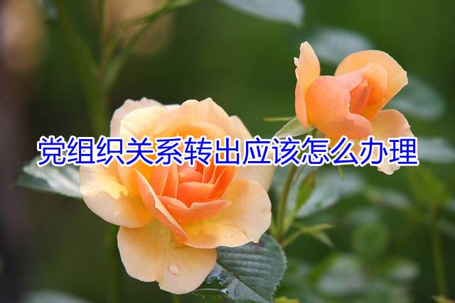 党组织关系转出应该怎么办理