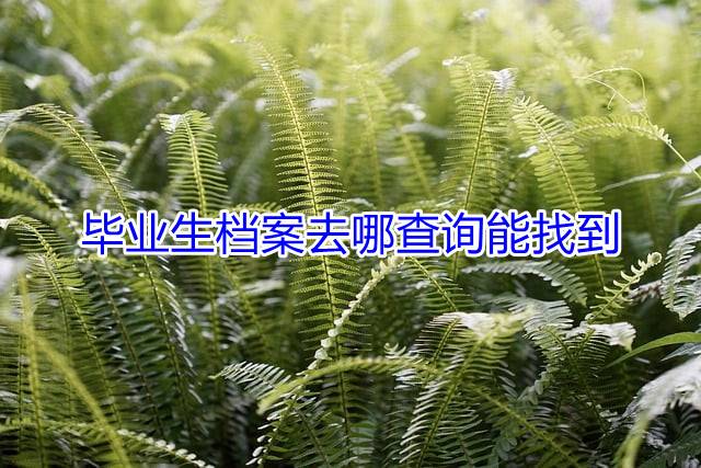 毕业生档案去哪查询能找到