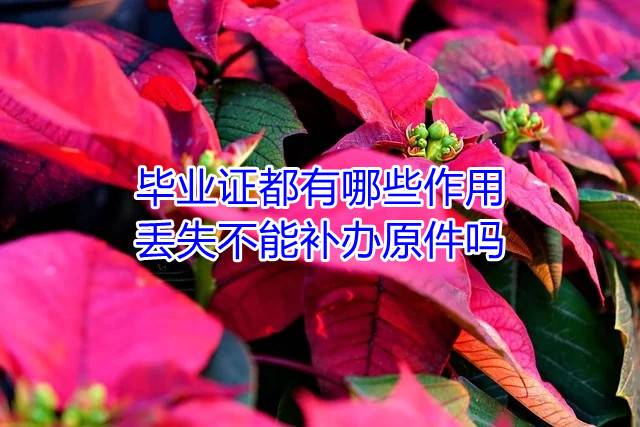 毕业证都有哪些作用，丢失不能补办原件吗