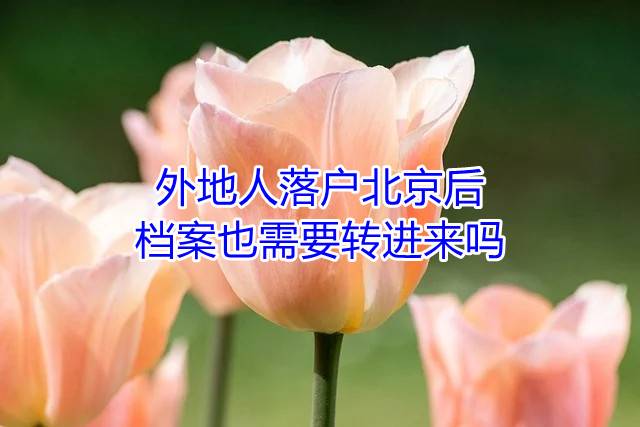 外地人落户北京后，档案也需要转进来吗
