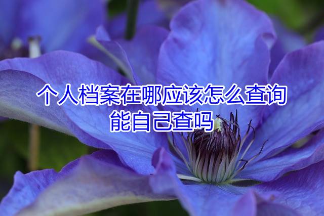 个人档案在哪应该怎么查询，能自己查吗