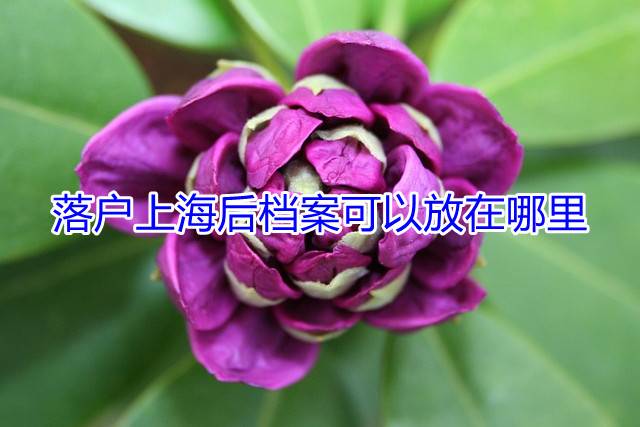 落户上海后档案可以放在哪里