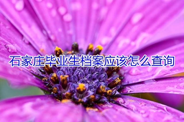 石家庄毕业生档案应该怎么查询