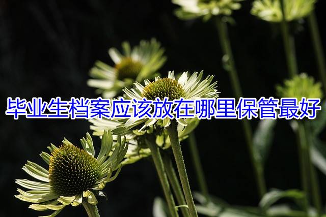 毕业生档案应该放在哪里保管最好