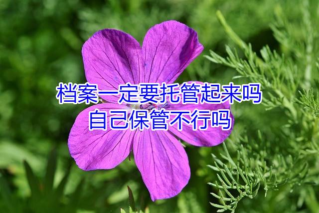 档案一定要托管起来吗，自己保管不行吗