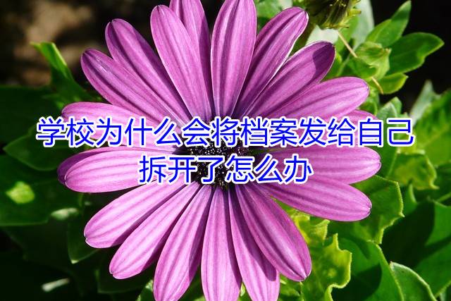 学校为什么会将档案发给自己，拆开了怎么办
