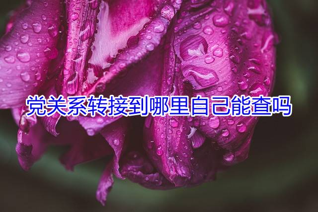 党关系转接到哪里自己能查吗