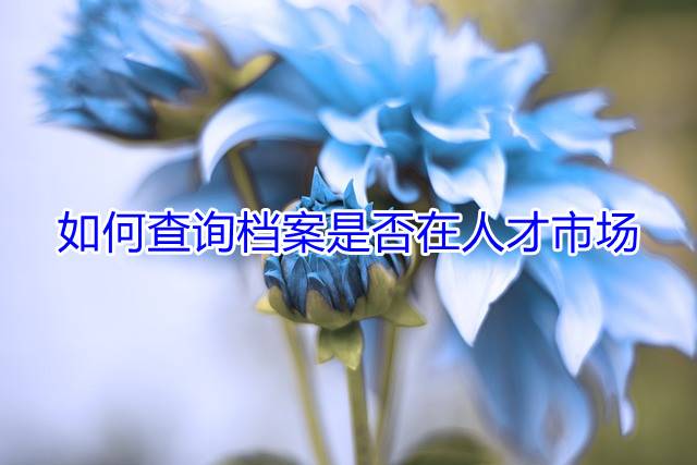 如何查询档案是否在人才市场