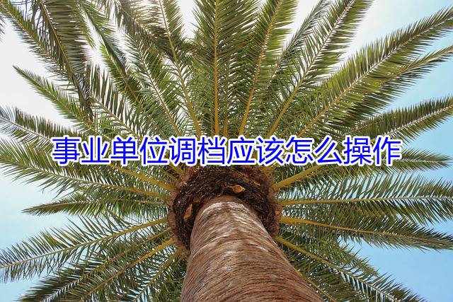 事业单位调档应该怎么操作